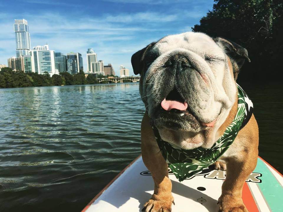 Home - Austin Bulldog Rescue