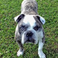 Austin Bulldog Rescue Abe Abraham Adopt