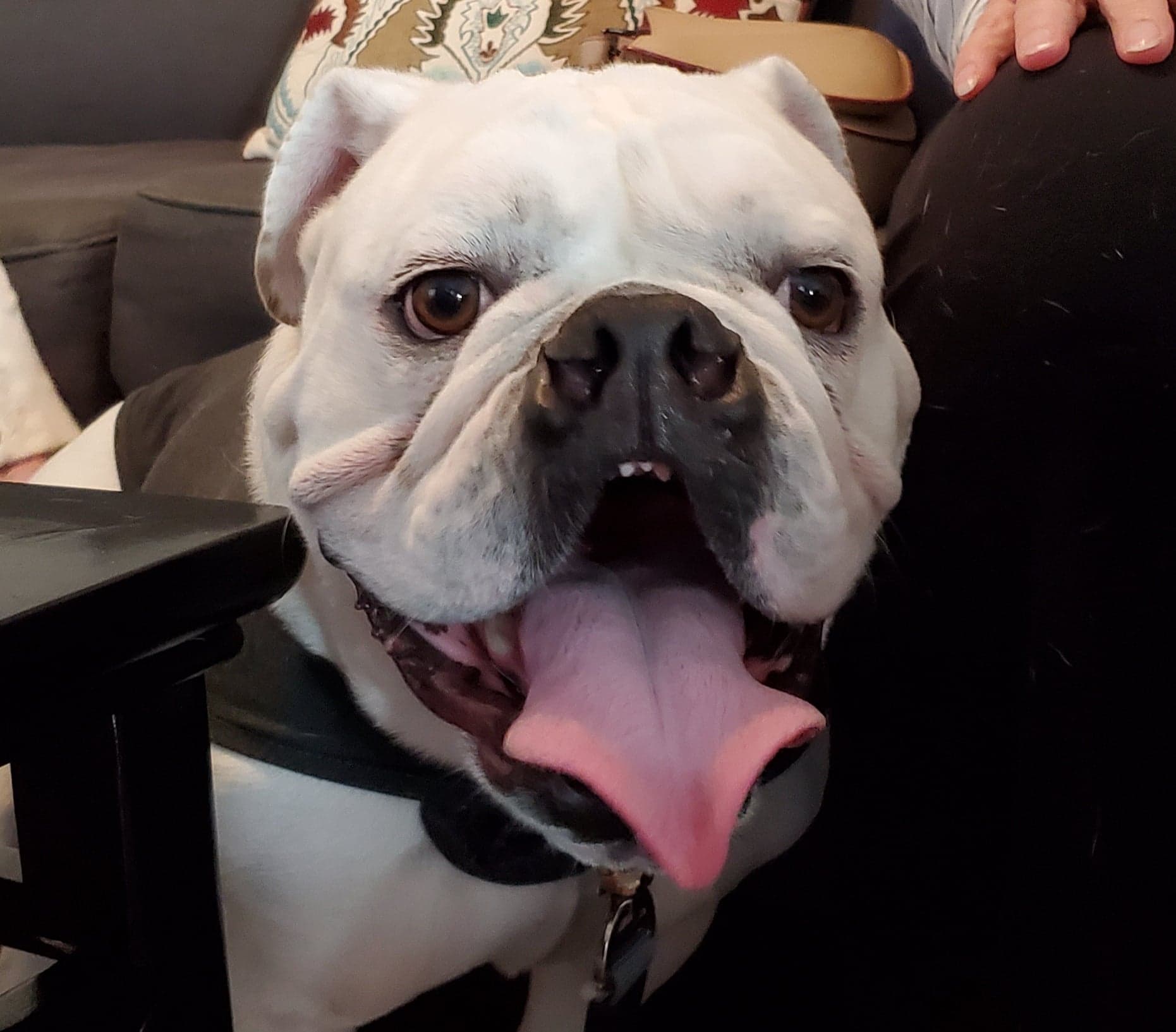Hank - Austin Bulldog Rescue