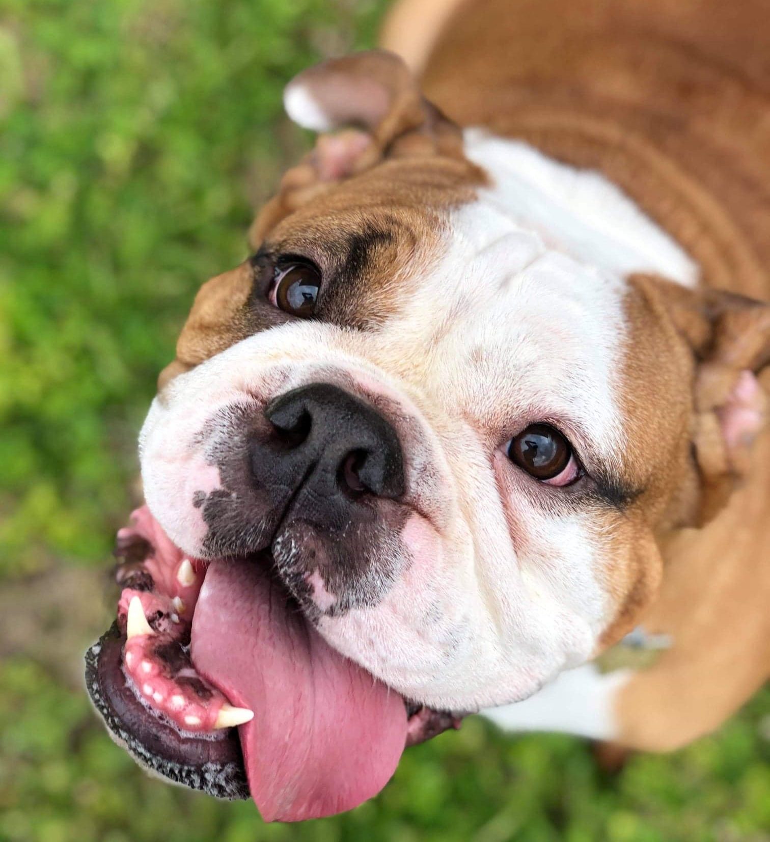 Charlie - Austin Bulldog Rescue