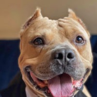 Austin Bulldog Rescue Adopt Leo