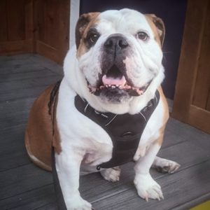 Available Dogs Austin Bulldog Rescue
