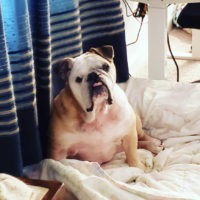 Austin Bulldog Rescue Adopt Bailey