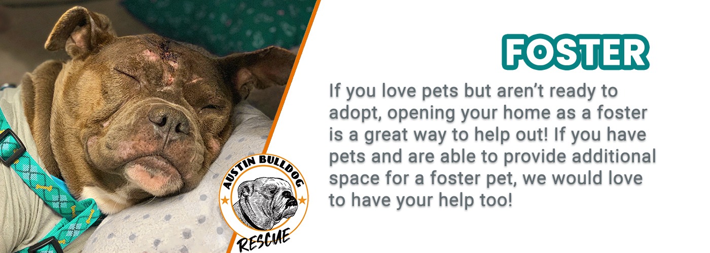 Austin Bulldog Rescue foster