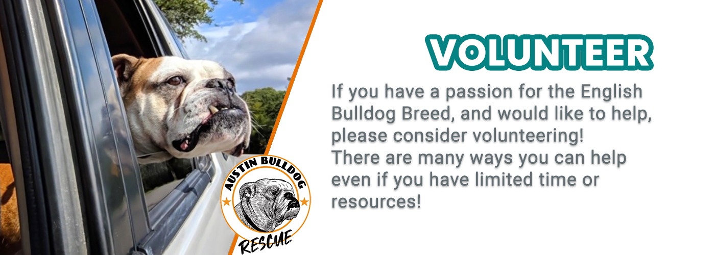 Austin Bulldog Rescue Volunteer