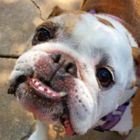 emma austin bulldog rescue