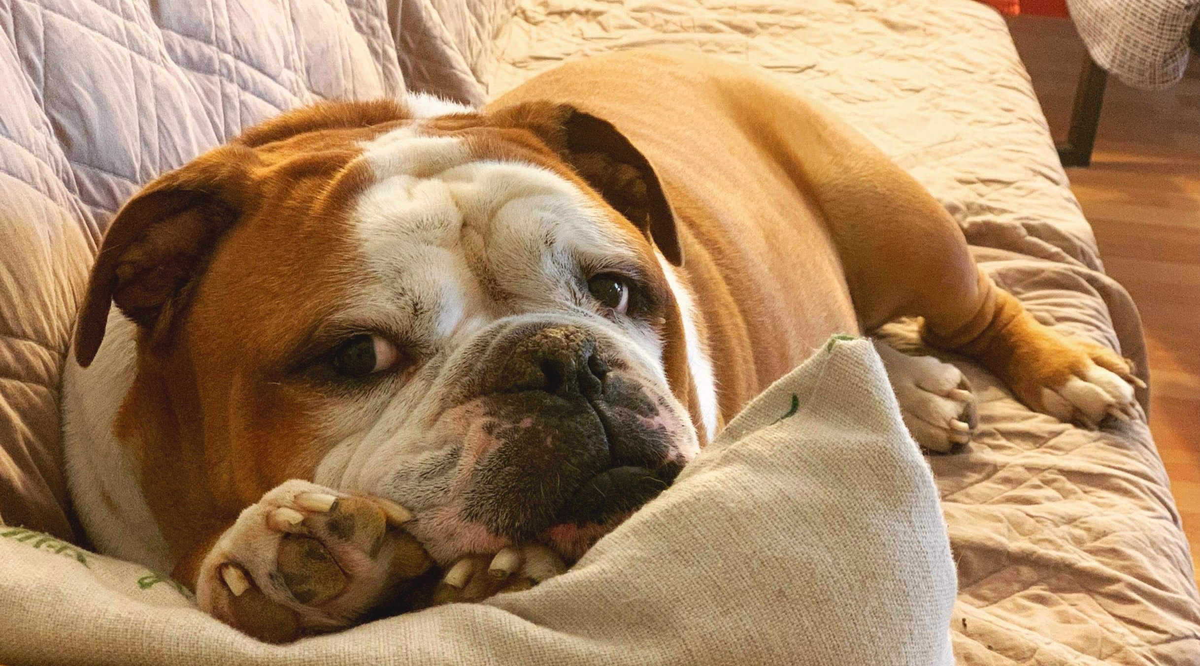 Available Dogs - Austin Bulldog Rescue