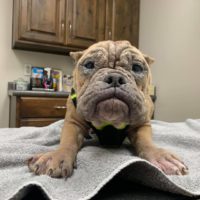 Austin Bulldog Rescue homepage Adopt Kamala