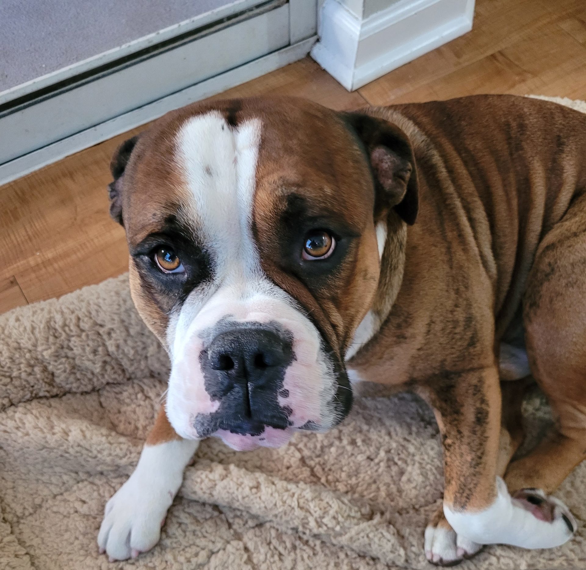 Bosley - Austin Bulldog Rescue
