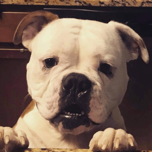Austin Bulldog Rescue Adopt Liberty