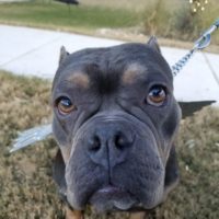 Austin Bulldog Rescue Adopt Nutmeg