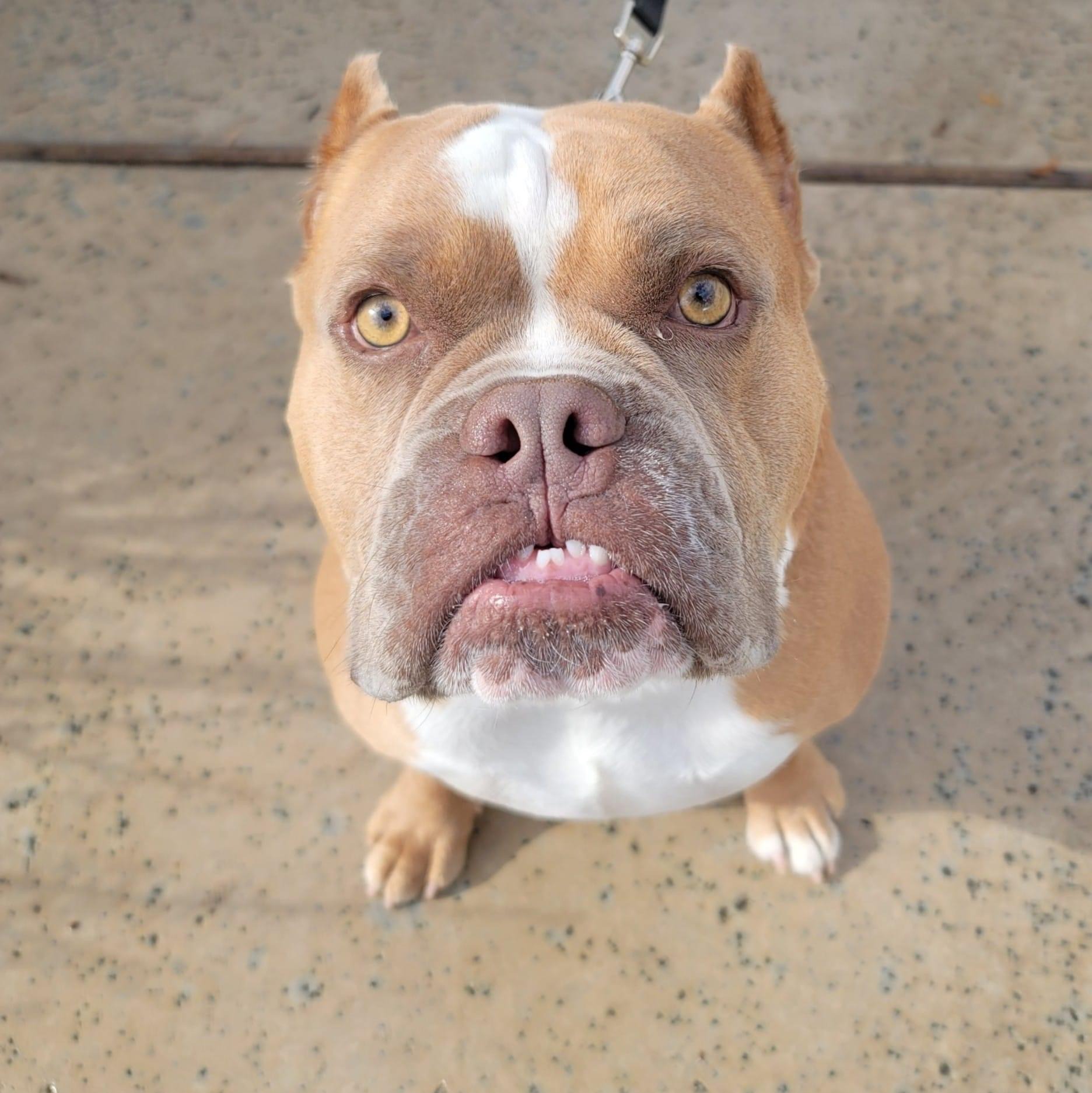 Bruce - Austin Bulldog Rescue