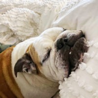 Austin Bulldog Rescue Adopt Rosie