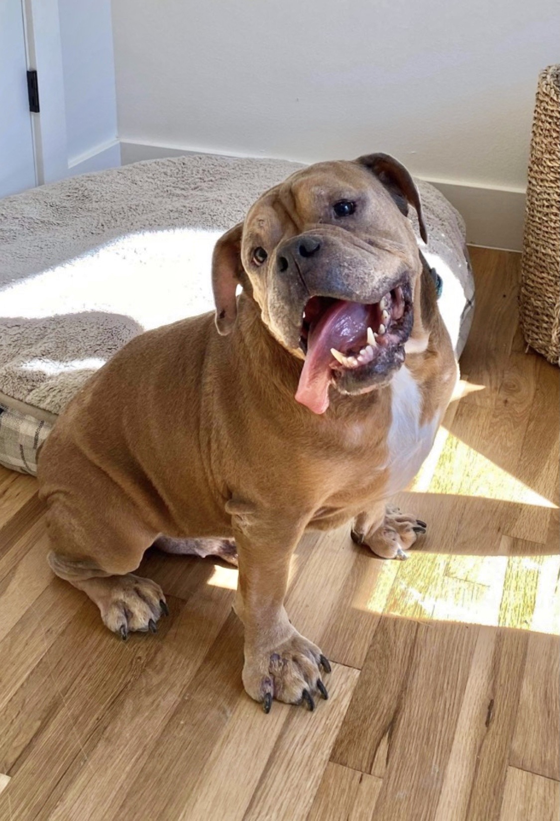 29 Austin Texas Bulldog Rescue Stock