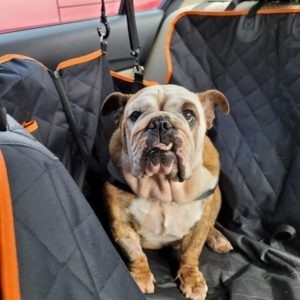 Available Dogs Austin Bulldog Rescue