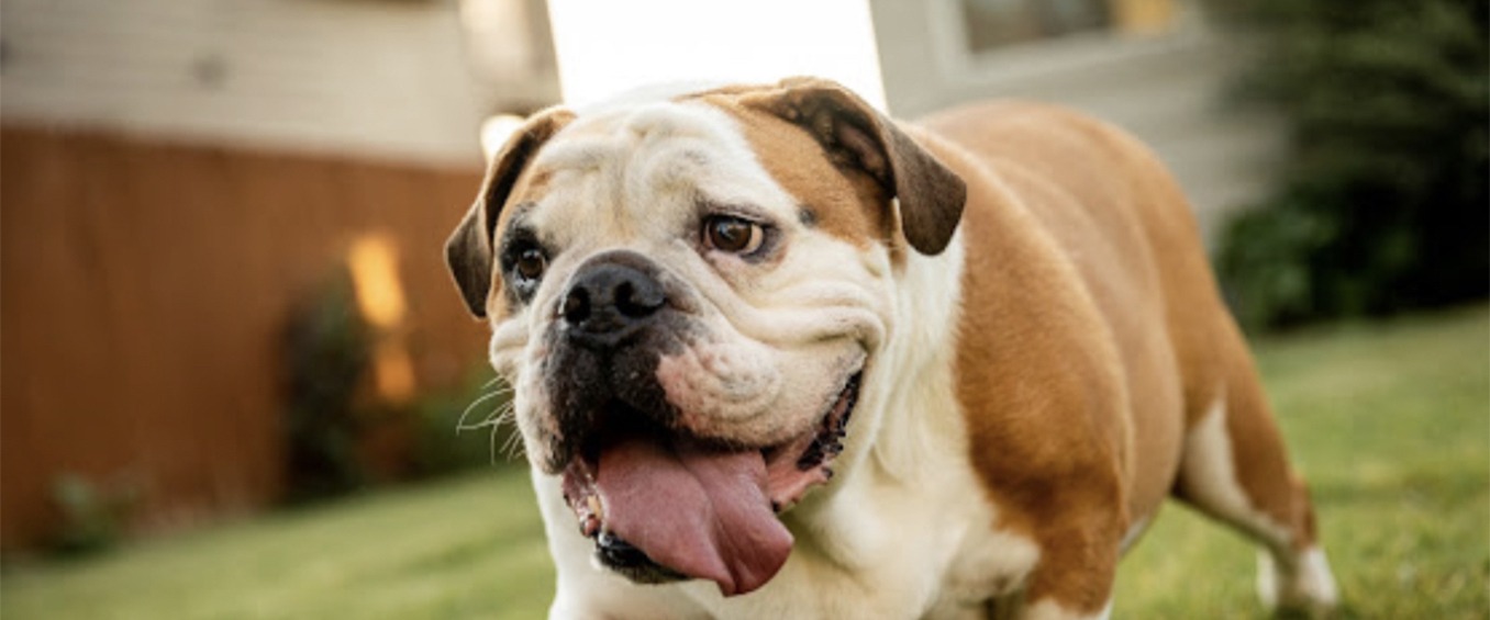 Austin Bulldog Rescue Adopt Chez