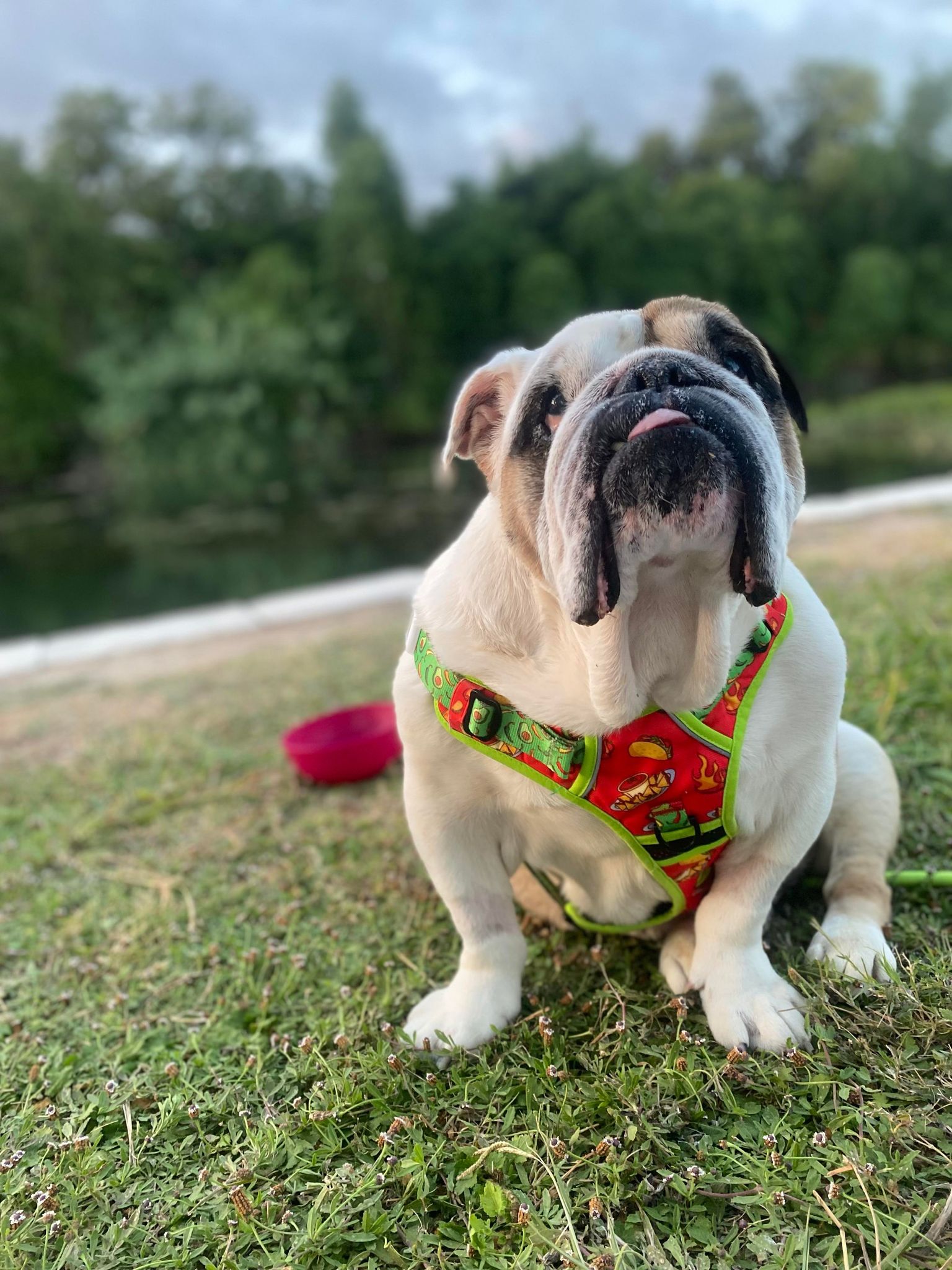 Carrot - Austin Bulldog Rescue
