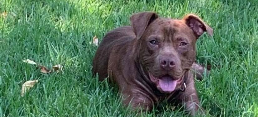 Austin Bulldog Rescue Adopt Brennan