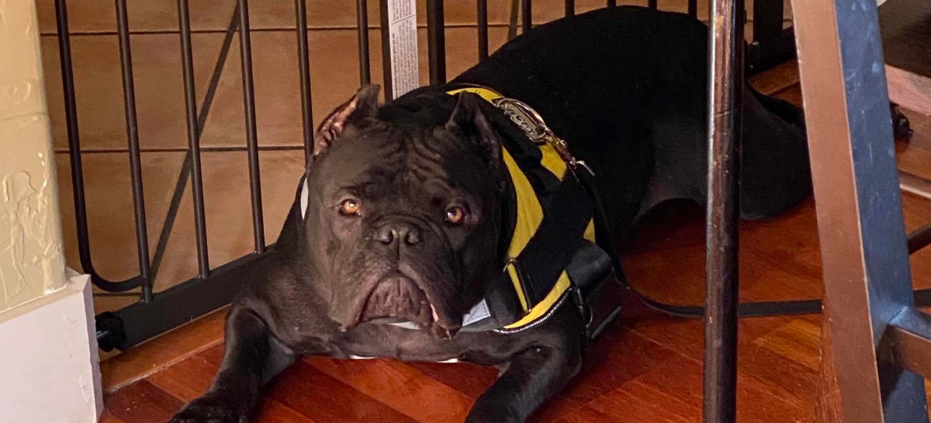 Austin Bulldog Rescue Adopt Chadwick