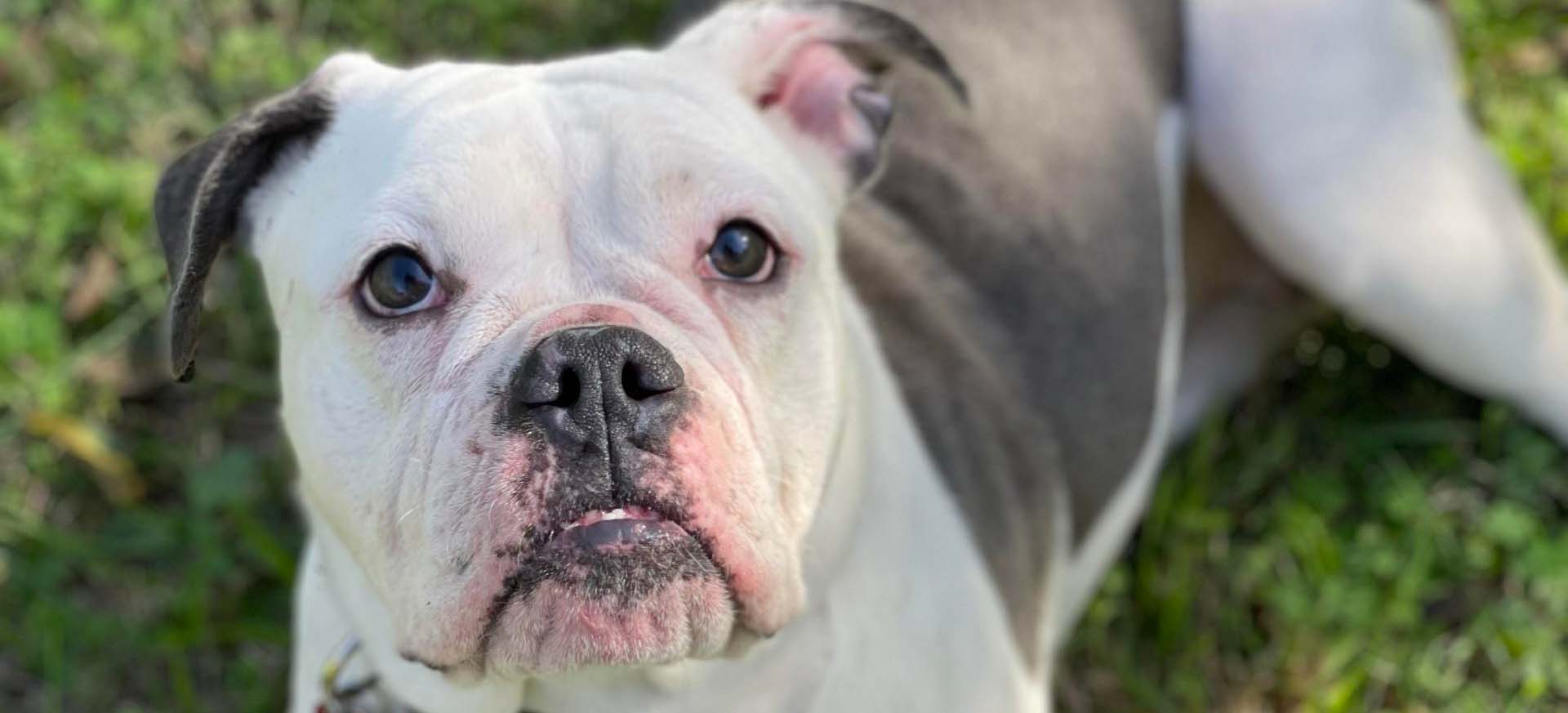 Austin Bulldog Rescue Adopt Maxine