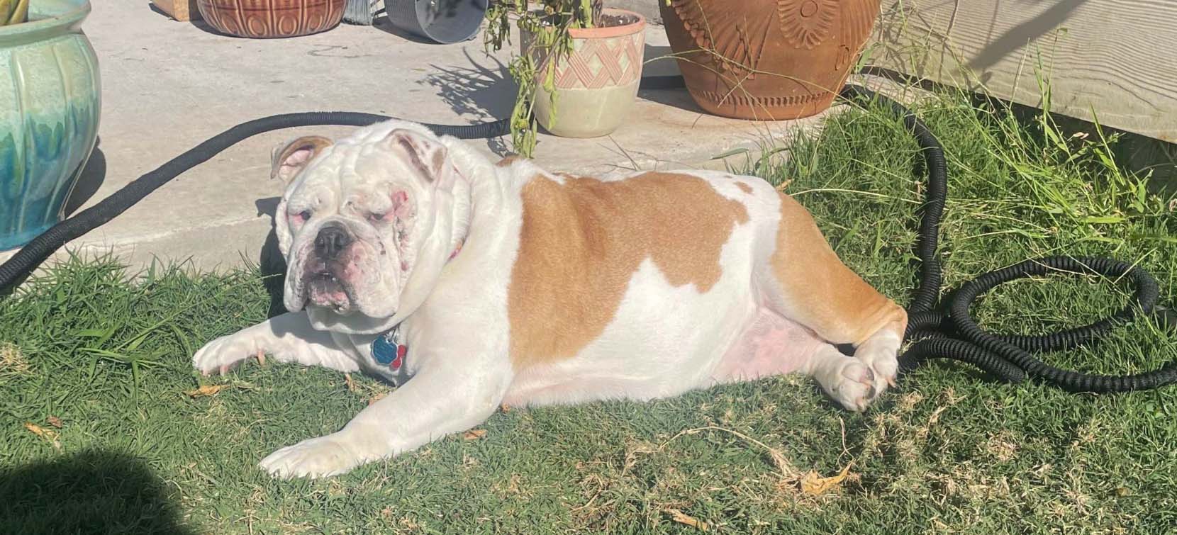 Austin Bulldog Rescue Adopt Mercy