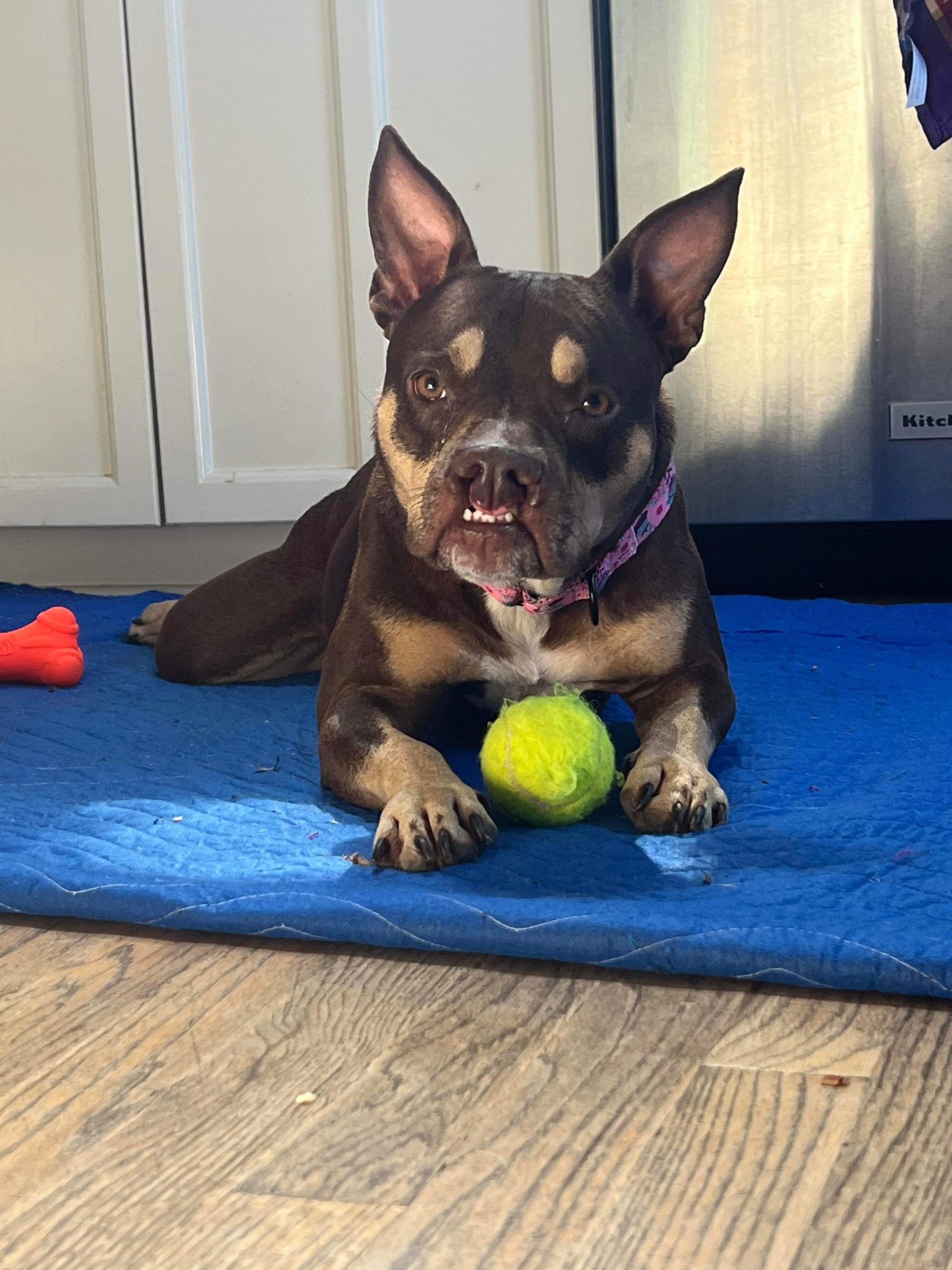 Cricket Austin Bulldog Rescue