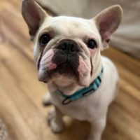 Pip Austin Bulldog Rescue