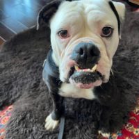 Spaghetti Austin Bulldog Rescue