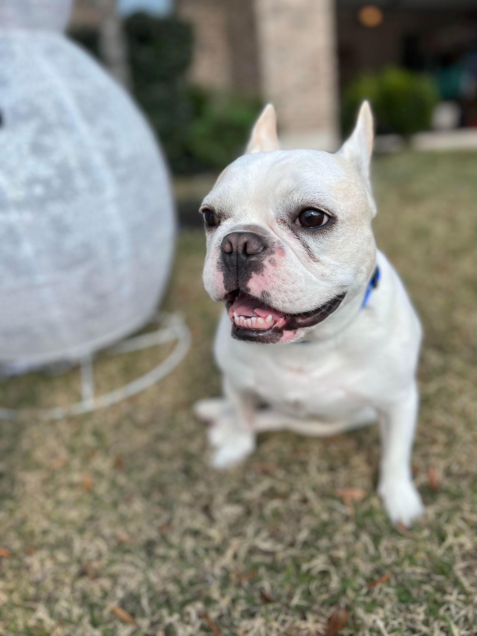 Austin french sales bulldog rescue