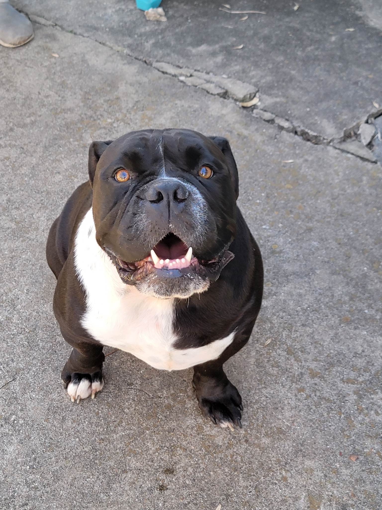 American bully clearance mr bean