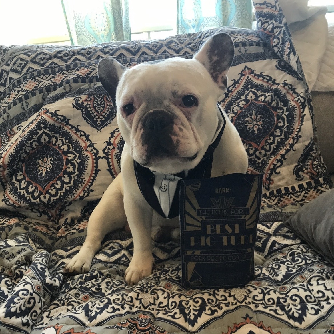 Austin french bulldog hot sale rescue