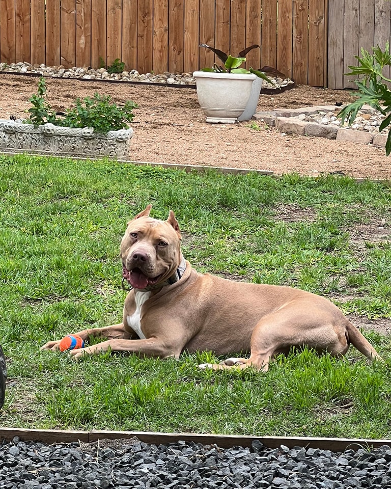 Fonzerelli Fonzi Austin Bulldog Rescue Fonzerelli Fonzi Austin Bulldog Rescue