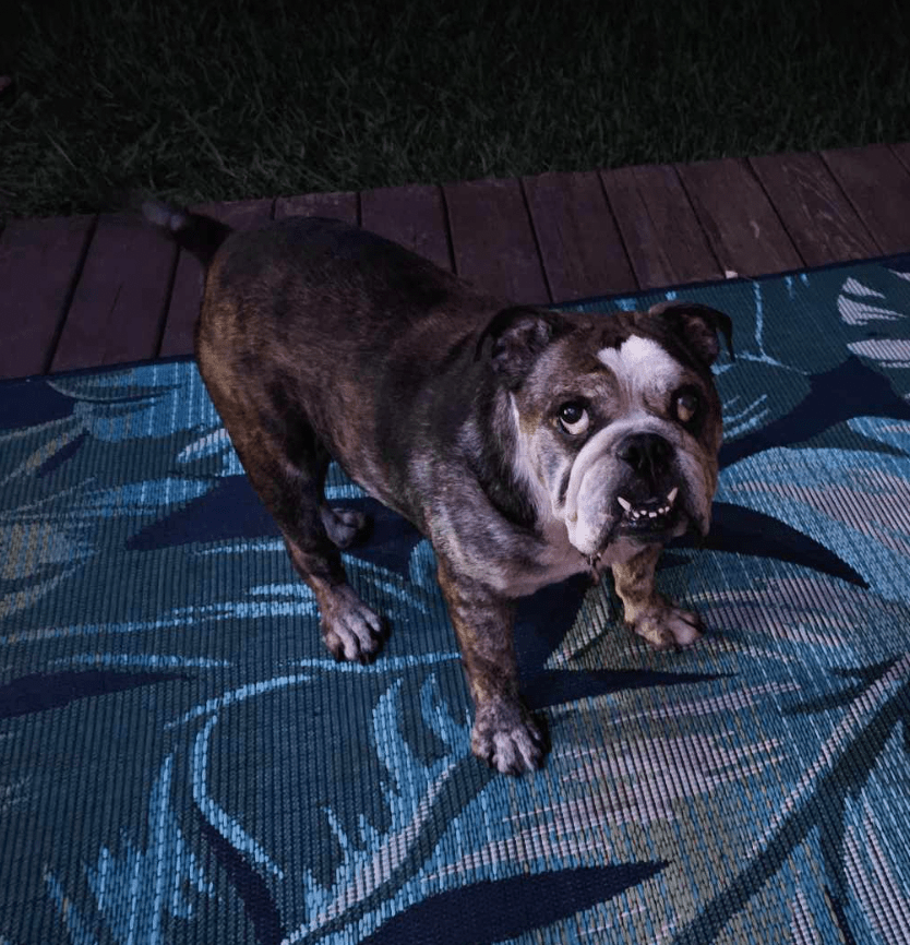 Winchester Austin Bulldog Rescue