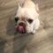 Tyrion