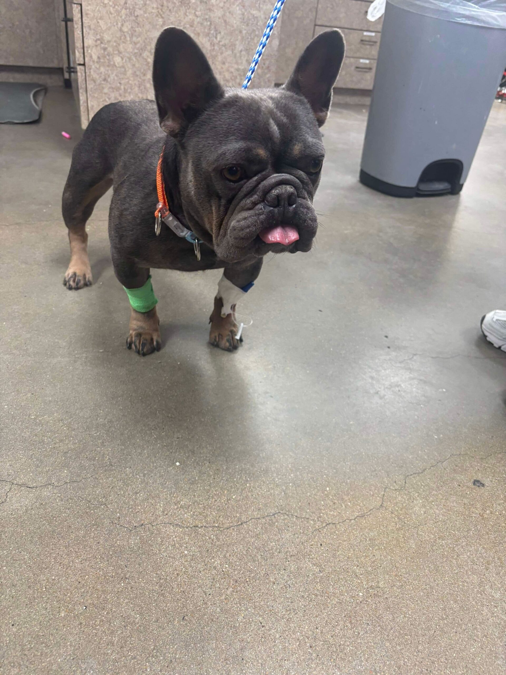 Fredo Austin Bulldog Rescue