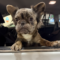 Wicket