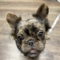 Wicket