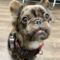Wicket