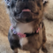 Wicket