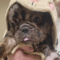Wicket