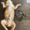 Chumlee