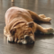 Chumlee