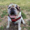 Grover T. Biscuit