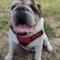 Grover T. Biscuit