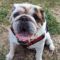 Grover T. Biscuit