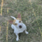 Skippy
