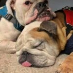 Austin Bulldog Rescue Adopt